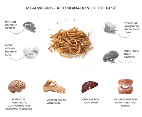 Infographic listing the benefits of mealworms