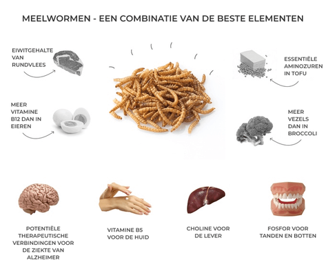 Infographic met de voordelen van meelwormen